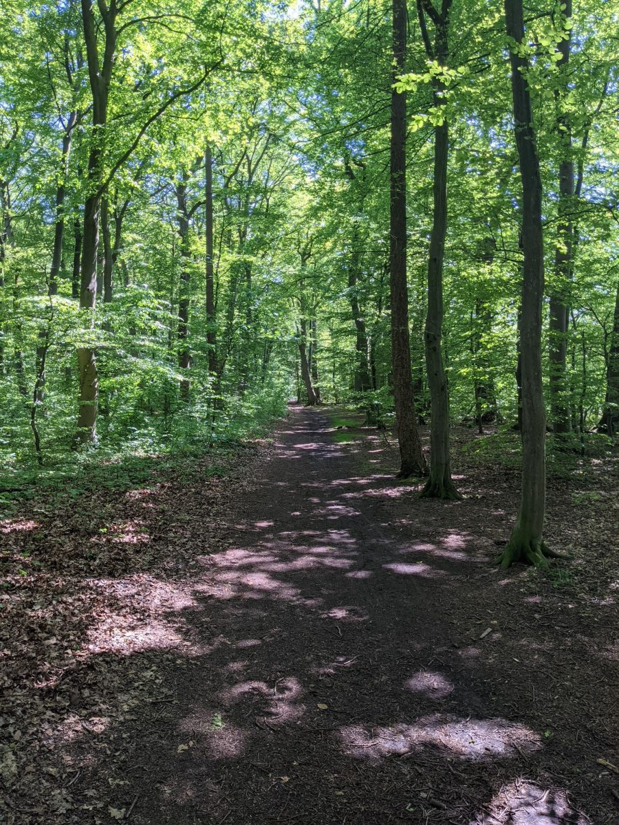 Wald